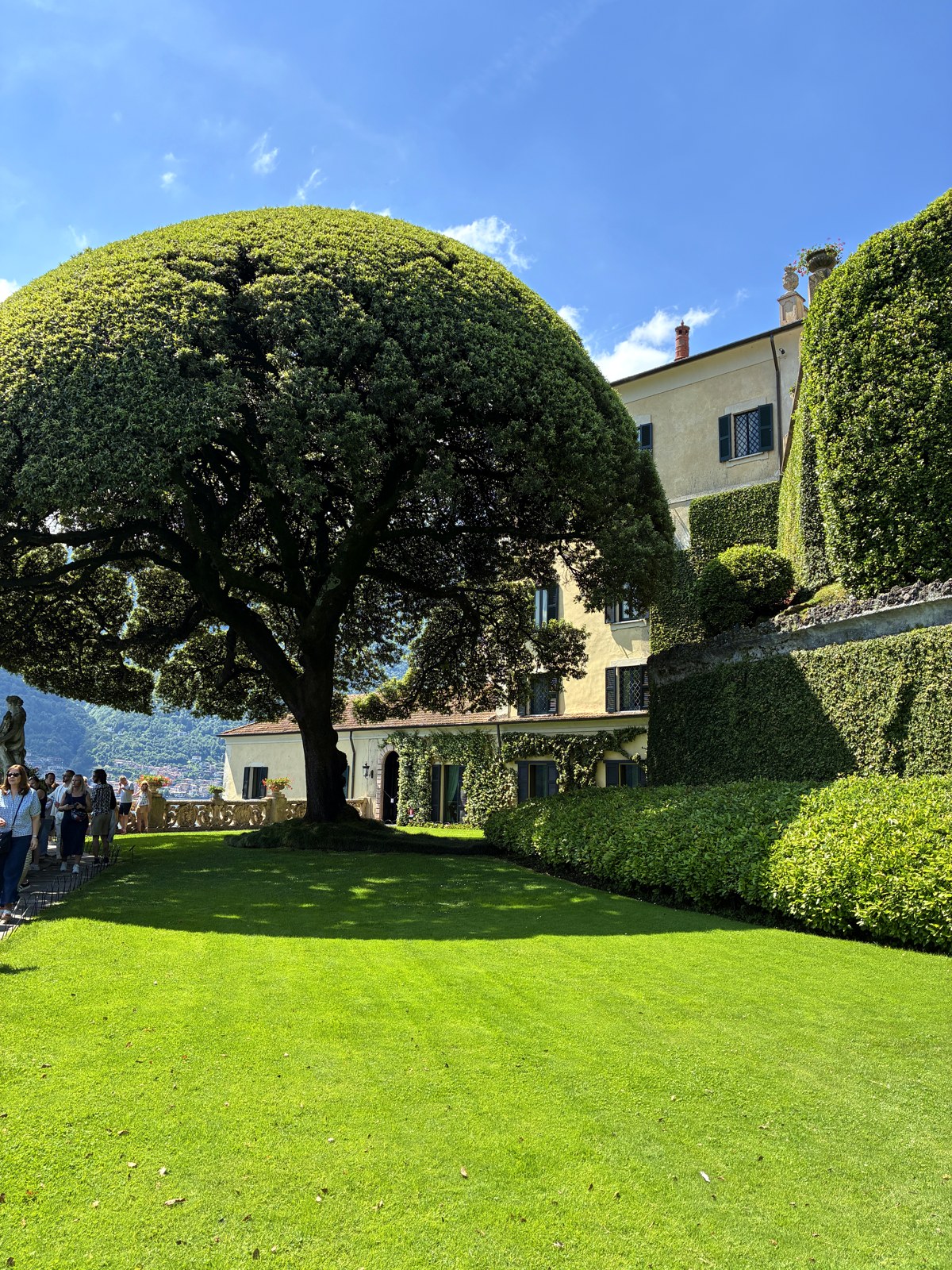 Iconic sculpted round tree in the gardens of Villa del Balbianello